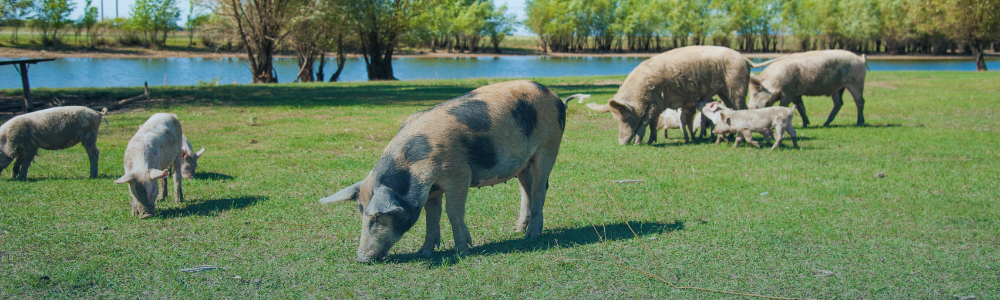 Pork Market outlook August 2026